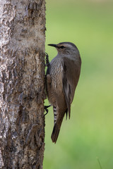 Brown Treecreeper in Australia