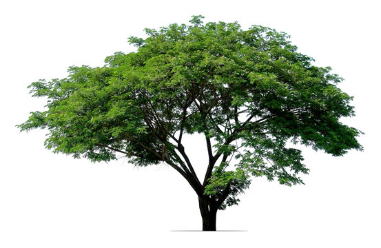 rain tree isolated on white background
