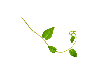 Bush grape or three-leaved wild vine cayratia (Cayratia trifolia) liana ivy plant bush, nature frame jungle border isolated on white background, clipping path included