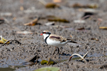 Black-fronted Dotterel in Australia