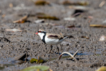 Black-fronted Dotterel in Australia