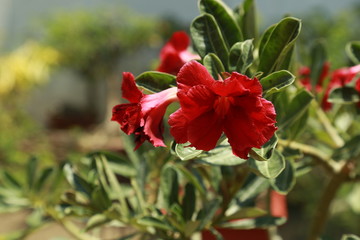 Obraz premium flowers in different colors 