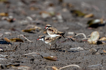 Black-fronted Dotterel in Australia