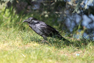 Little Raven in Australia