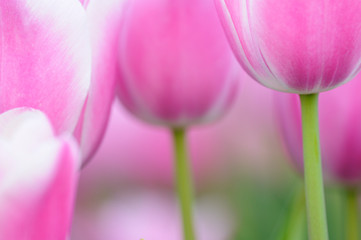 Tulpen