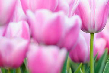 Obraz premium Tulpen