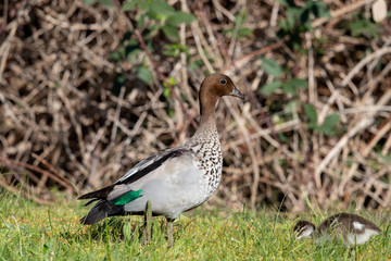 Australian Maned Duck
