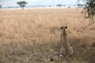 A Cheetah (Acinonyx jubatus) relaxing in the grass fields of Tanzania.	