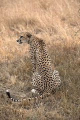 A Cheetah (Acinonyx jubatus) relaxing in the grass fields of Tanzania.	