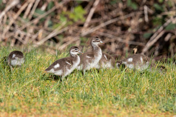 Australian Maned Duck