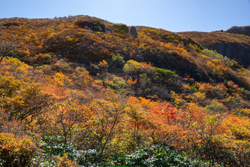 Fototapeta premium 那須岳・茶臼岳 紅葉