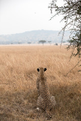 A Cheetah (Acinonyx jubatus) relaxing in the grass fields of Tanzania.	