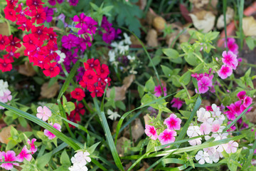 Soft focus background of bright red, pink and white flowers on green grass. Card, invitation concept.