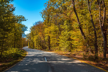 Fototapeta premium Road among yellow autumn mountain forest