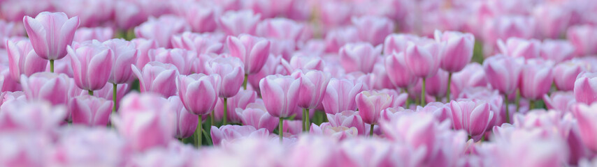 Obraz premium Tulpenfeld