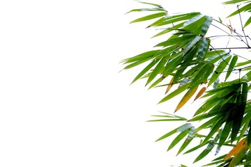 Naklejka na ściany i meble Tropical bamboo leaves with branches on white isolated background for green foliage backdrop 