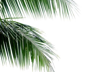 Fototapeta premium Coconut leaves with branches on white isolated background for green foliage backdrop 