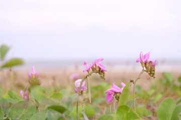 In selective focus a sweet purple sea plant flower blossom on the beach with blur sea view background 