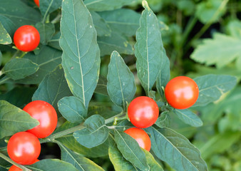 Korallenstrauch (Solanum Pseudocapsicum), auch Korallenkirsche genannt als Zimmerpflanze kultiviert