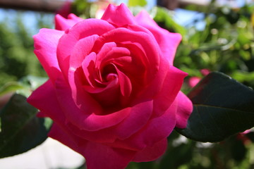 pink rose in garden