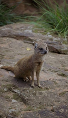 mongoose
