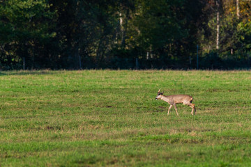 A herd of deer  runs in sporadically and together in the autumnal evening over a field in the direction of a trench