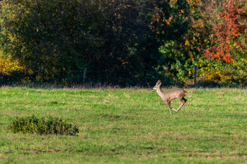 Obraz na płótnie Canvas A herd of deer runs in sporadically and together in the autumnal evening over a field in the direction of a trench