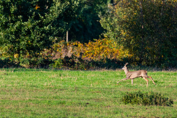 Naklejka na ściany i meble A herd of deer runs in sporadically and together in the autumnal evening over a field in the direction of a trench