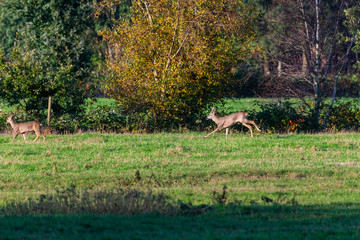 A herd of deer  runs in sporadically and together in the autumnal evening over a field in the direction of a trench