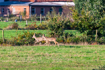 A herd of deer  runs in sporadically and together in the autumnal evening over a field in the direction of a trench
