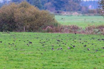 A swarm of small  birds briefly flies across a field and lands again at short intervals