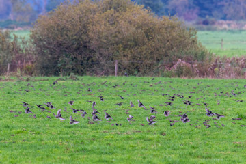 A swarm of small  birds briefly flies across a field and lands again at short intervals