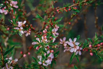 almond blossoms