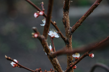 almond blossoms
