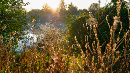 Obraz na płótnie Canvas Spider web with dew drops closeup at summer morning sunrise, river Vorskla, Ukraine