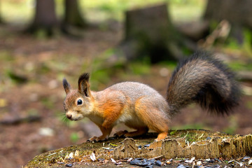 The squirrel sitting on a stump had autumn molt of wool,preparation for winter