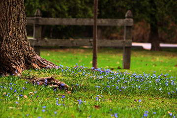 flowers in the garden
