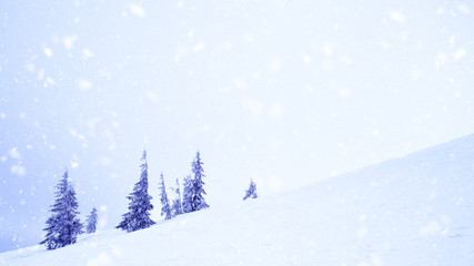 Beautiful Winter Mountain Landscape with Snow Covered Fir Trees in the Morning.