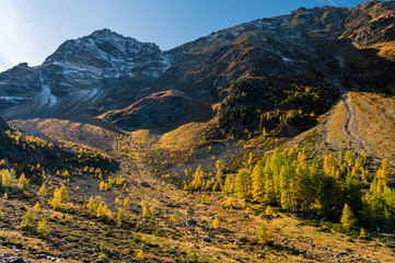 yellow larches in Val Zeznina