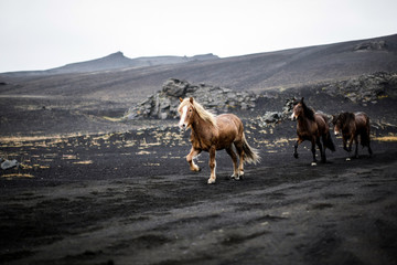 Fototapeta na wymiar Cheval islandais en Islande sur un volcan