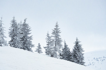Beautiful Winter Mountain Landscape with Snow Covered Fir Trees in the Morning.