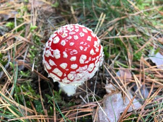 fly agaric in the forest © Magda