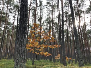 forest in autumn