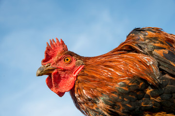 Closeup portrait of a motley rooster against the blue sky © rozaivn58