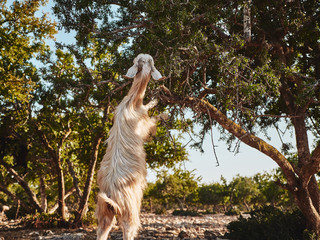 White moroccan goat eats branches of the argan tree