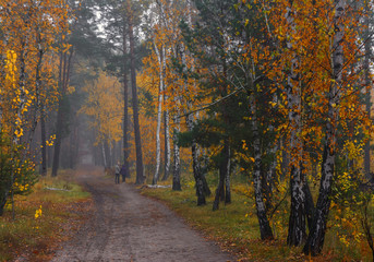 Forest. Autumn painted leaves with its magical colors. Beauty. Light fog gives the landscape a mystery.