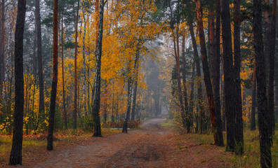 Forest. Autumn painted leaves with its magical colors. Beauty. Light fog gives the landscape a mystery.