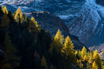 yellow larches in Val Zeznina
