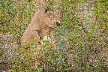 Two white rhinoceros mating, Etosha, Namibia, Africa
