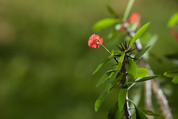 Euphorbia milii or thorny Christ green plant with red flowers